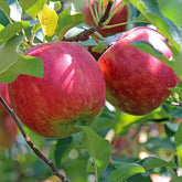 Mar Romus 3